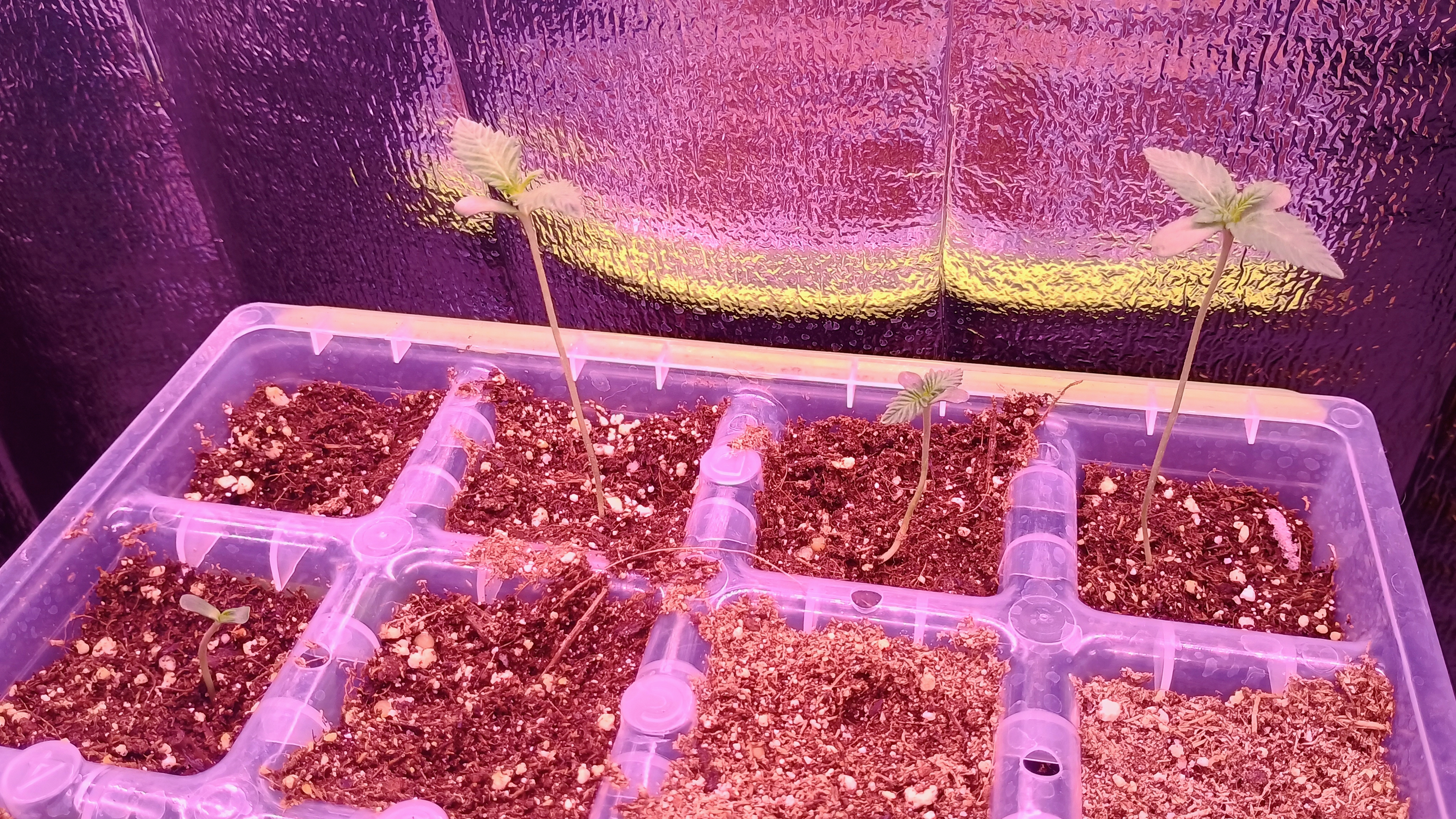 1st Batch — seedling_rooting, day 12