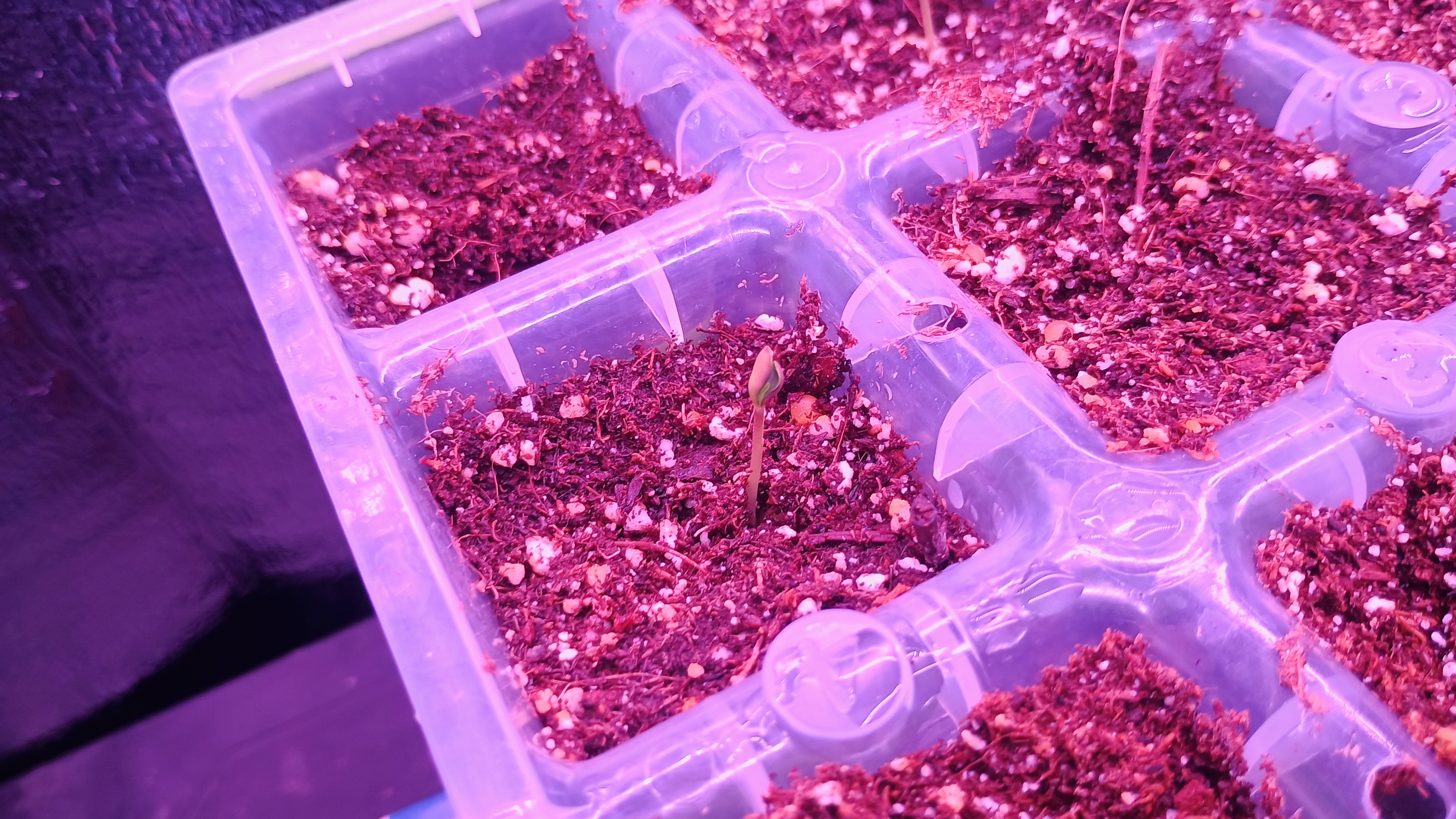 1st Batch — seedling_rooting, day 12