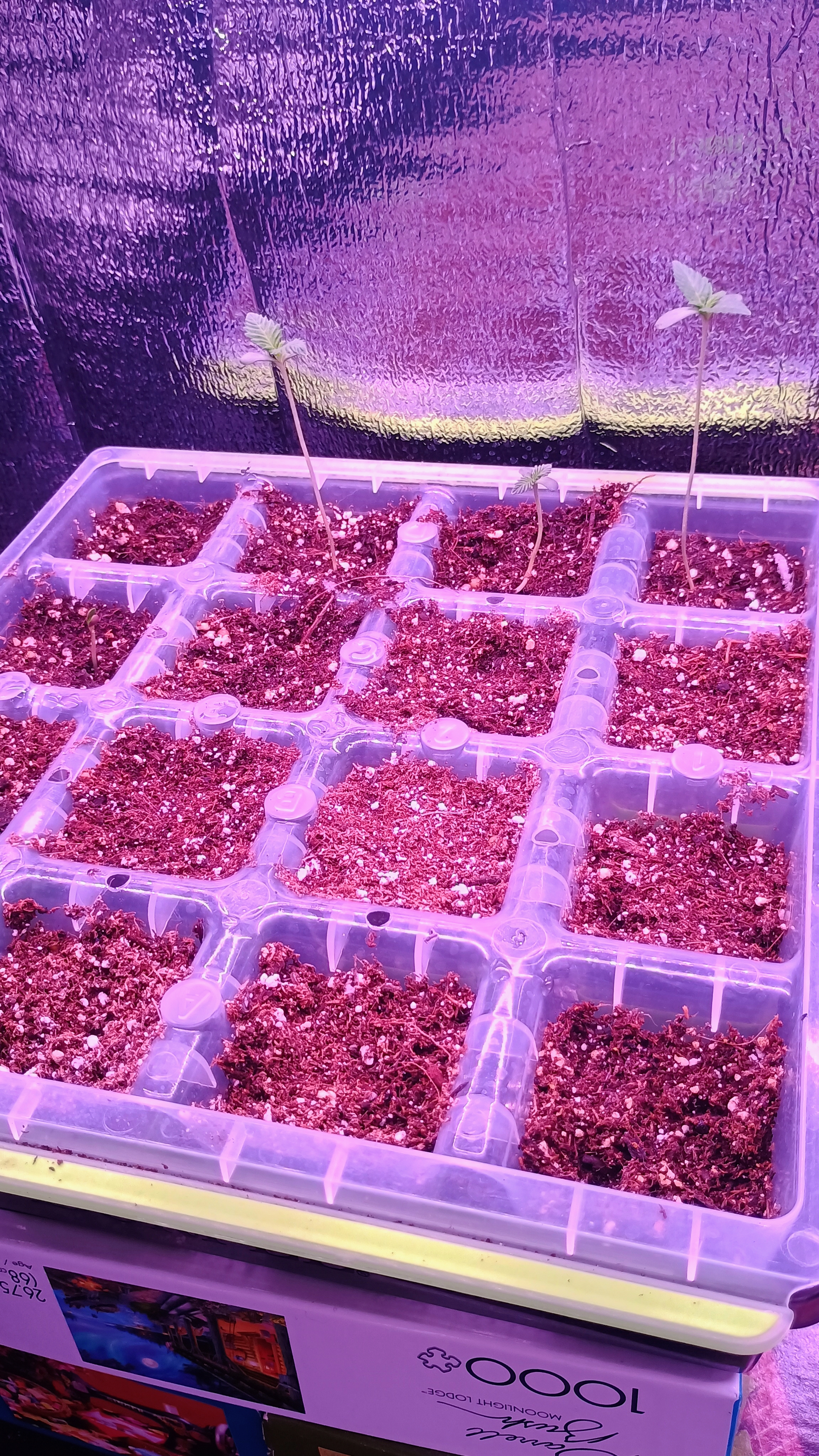1st Batch — seedling_rooting, day 12