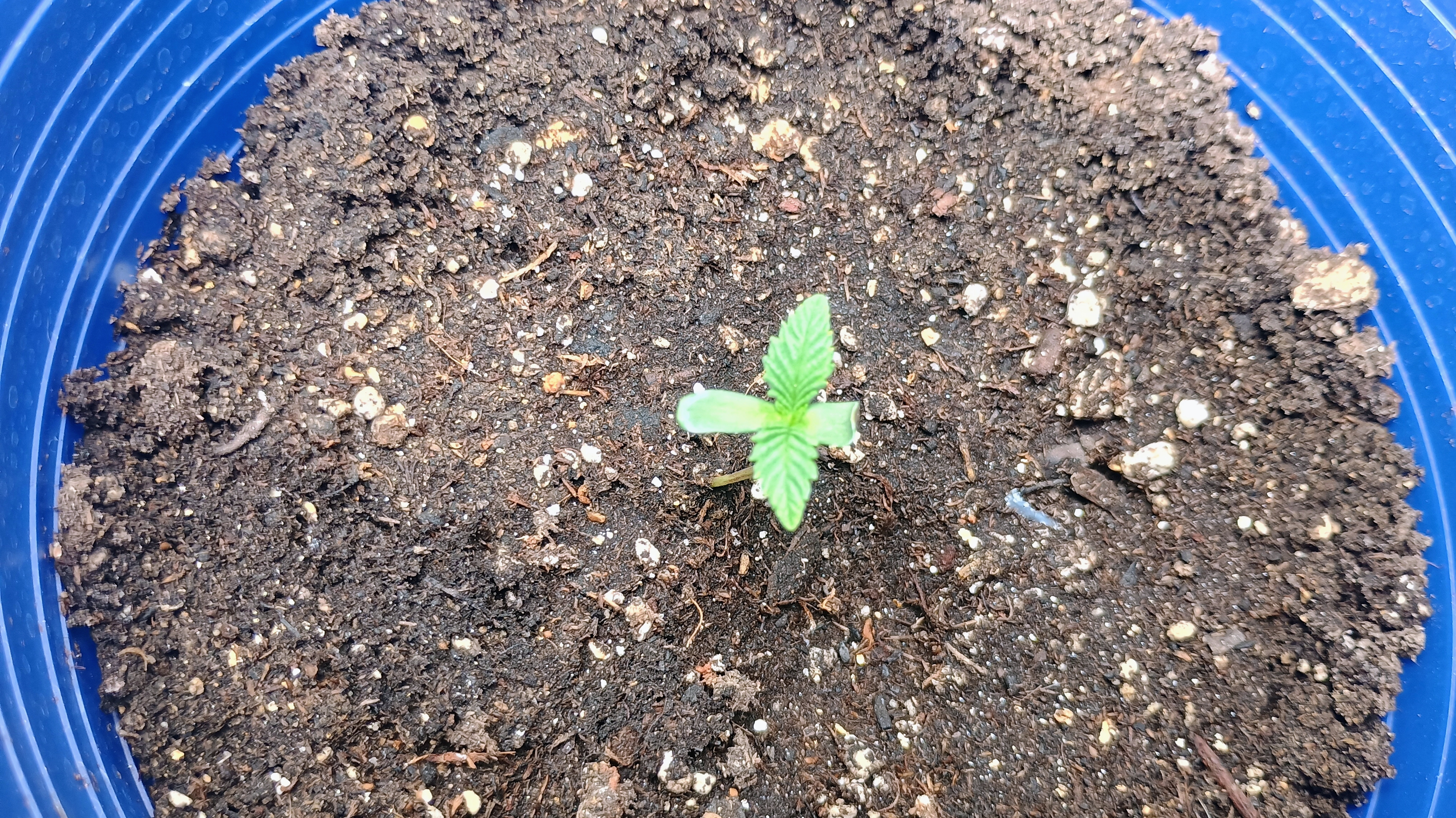 1st Batch — seedling_rooting, day 17