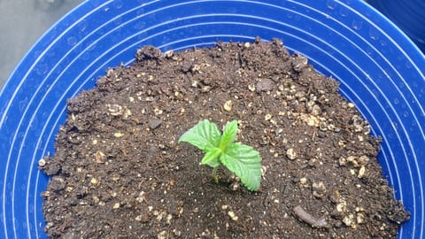 1st Batch — seedling_rooting, day 17