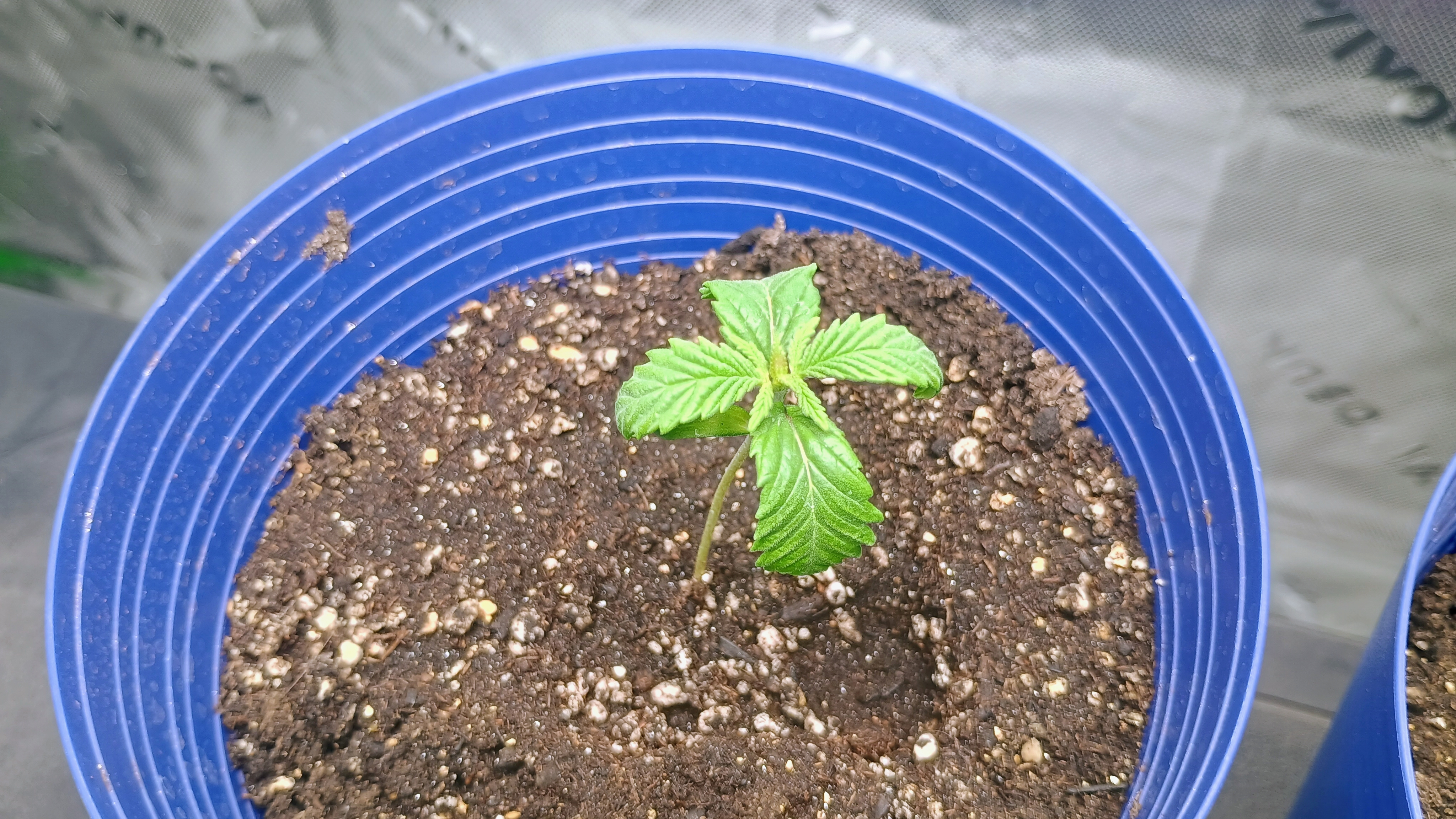 1st Batch — seedling_rooting, day 17