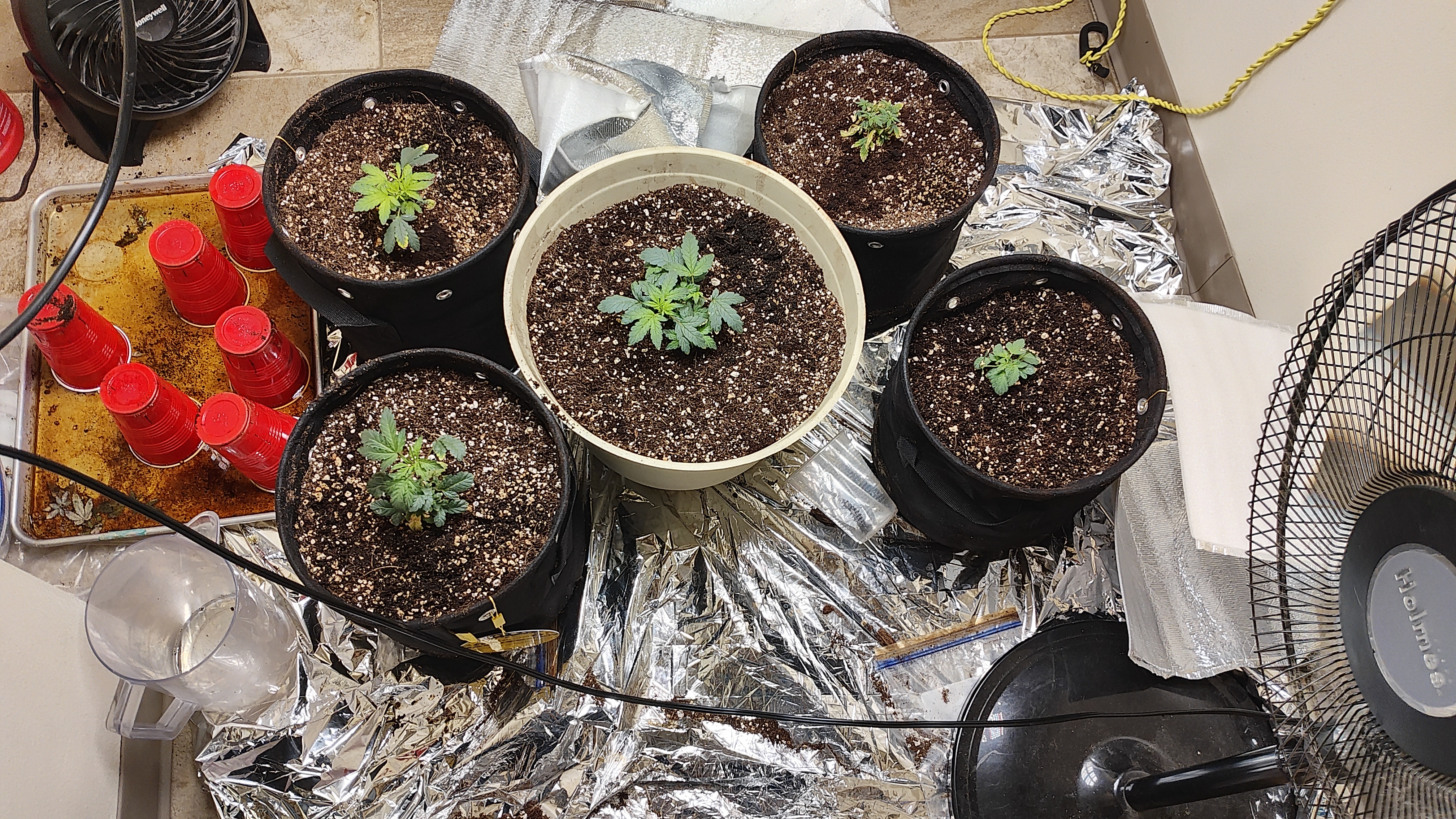 Bigfoot Baked Alaska (auto)