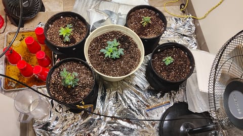Bigfoot Baked Alaska (auto) — vegetative, day 1