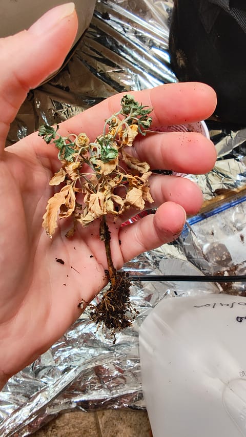 Bigfoot Baked Alaska (auto) — vegetative, day 1