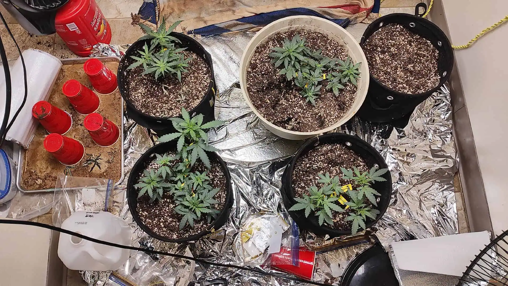 Bigfoot Baked Alaska (auto)