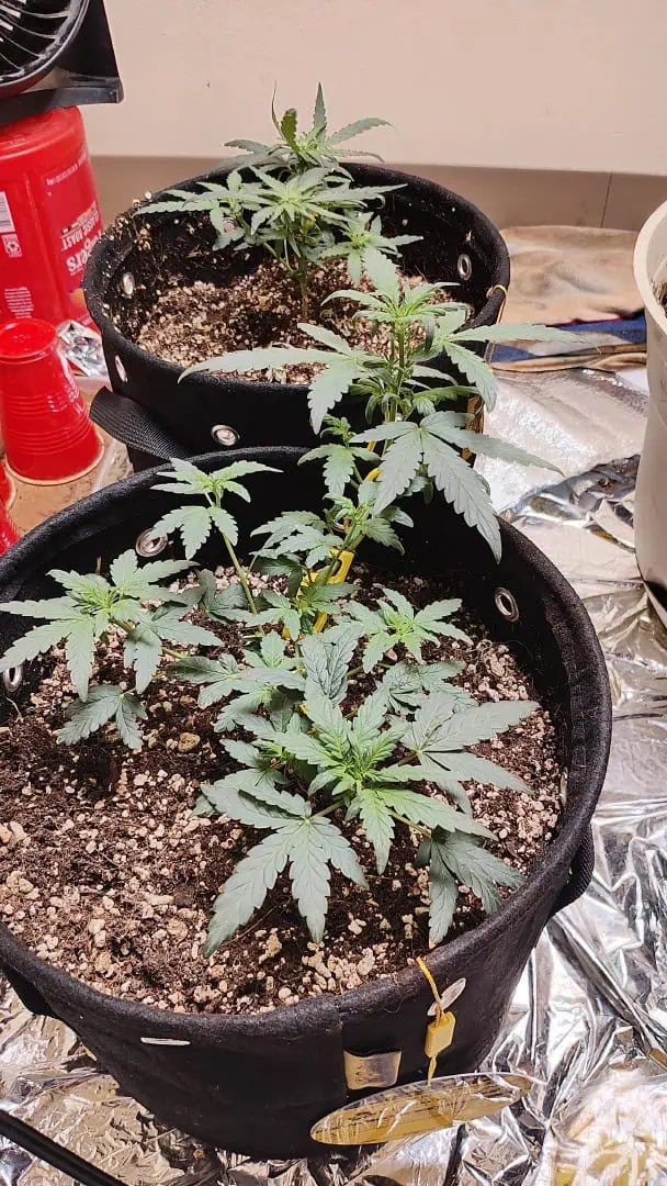 Bigfoot Baked Alaska (auto) — vegetative, day 6