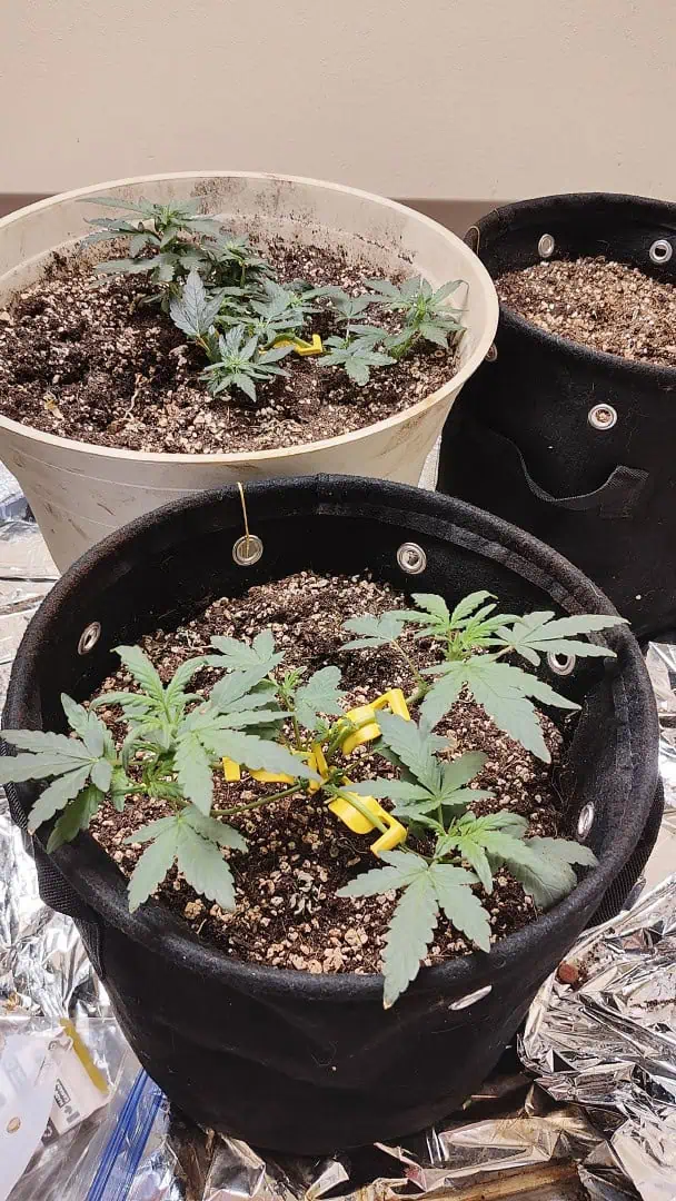 Bigfoot Baked Alaska (auto) — vegetative, day 6