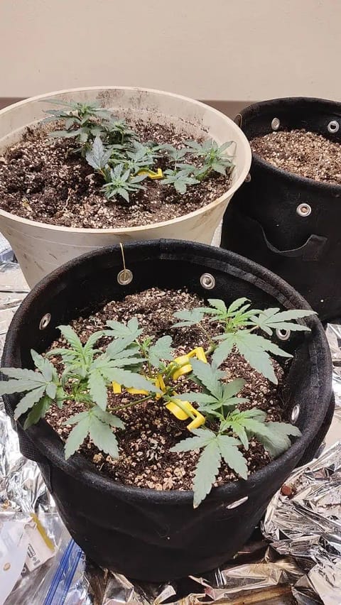 Bigfoot Baked Alaska (auto) — vegetative, day 6