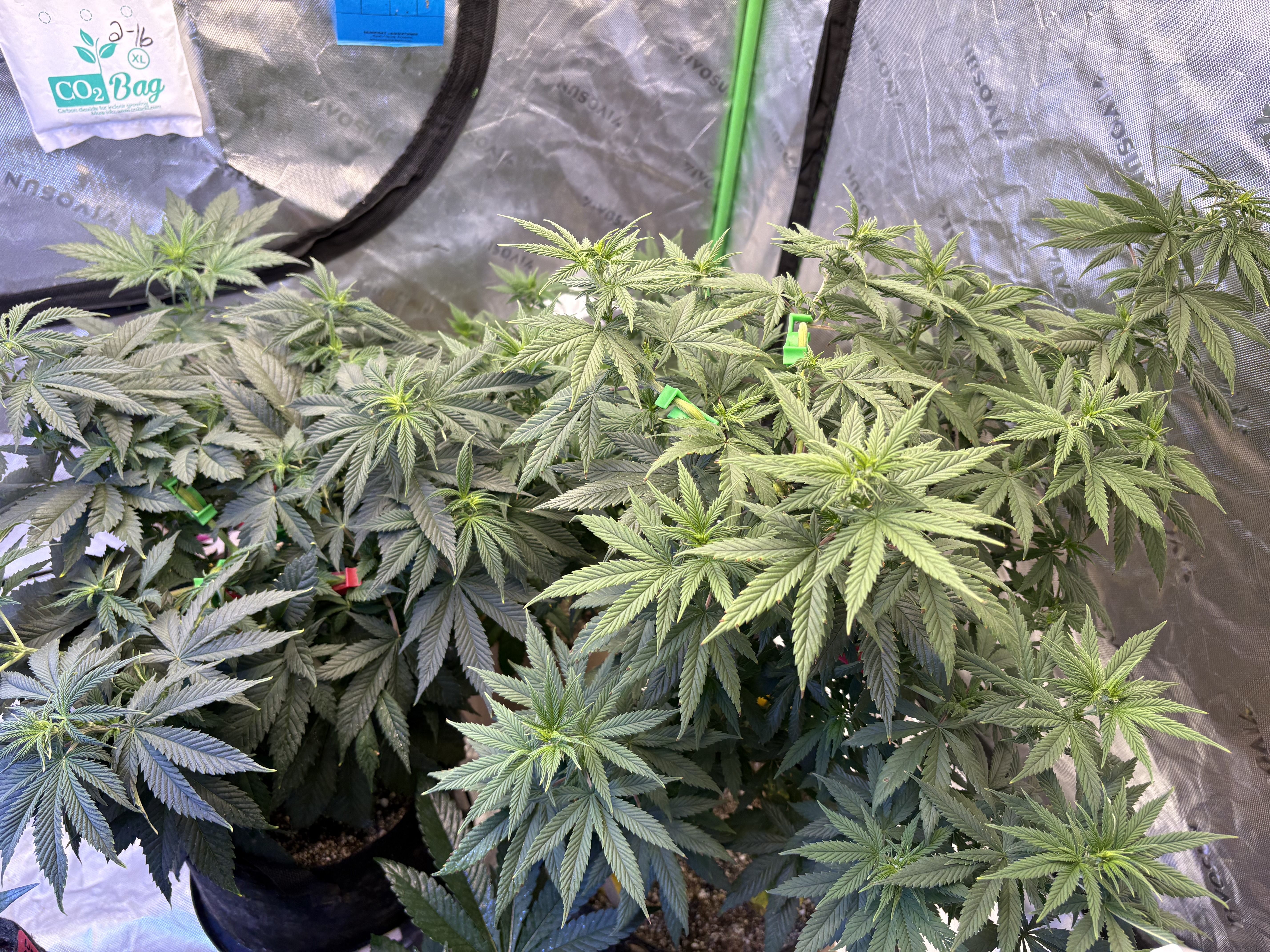 green crack  — flower, day 20