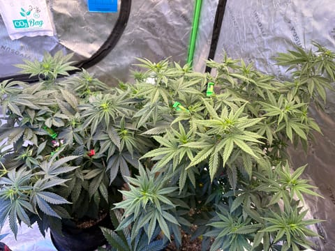 green crack — flower, day 20