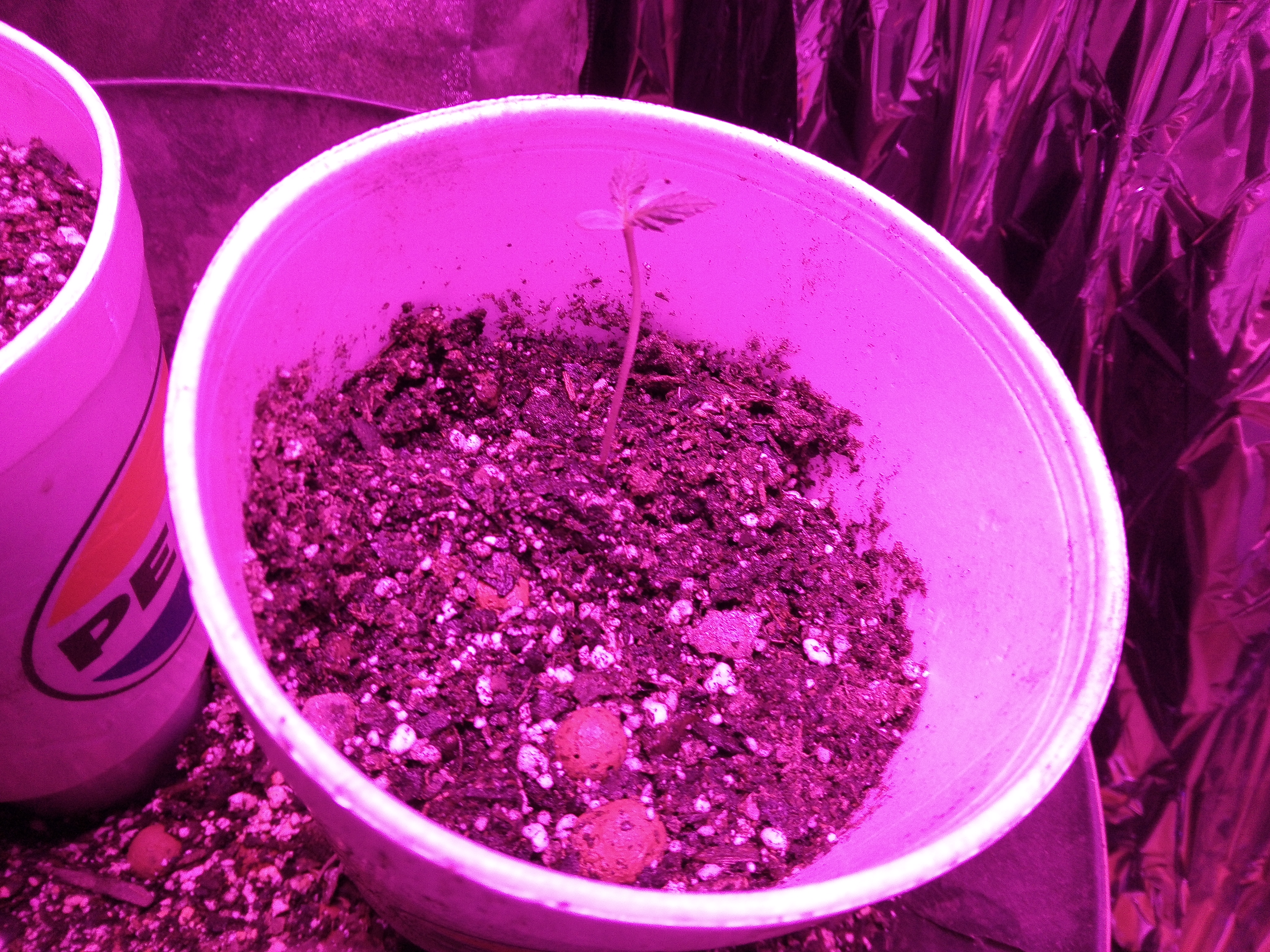 banana punch — seedling_rooting, day 1