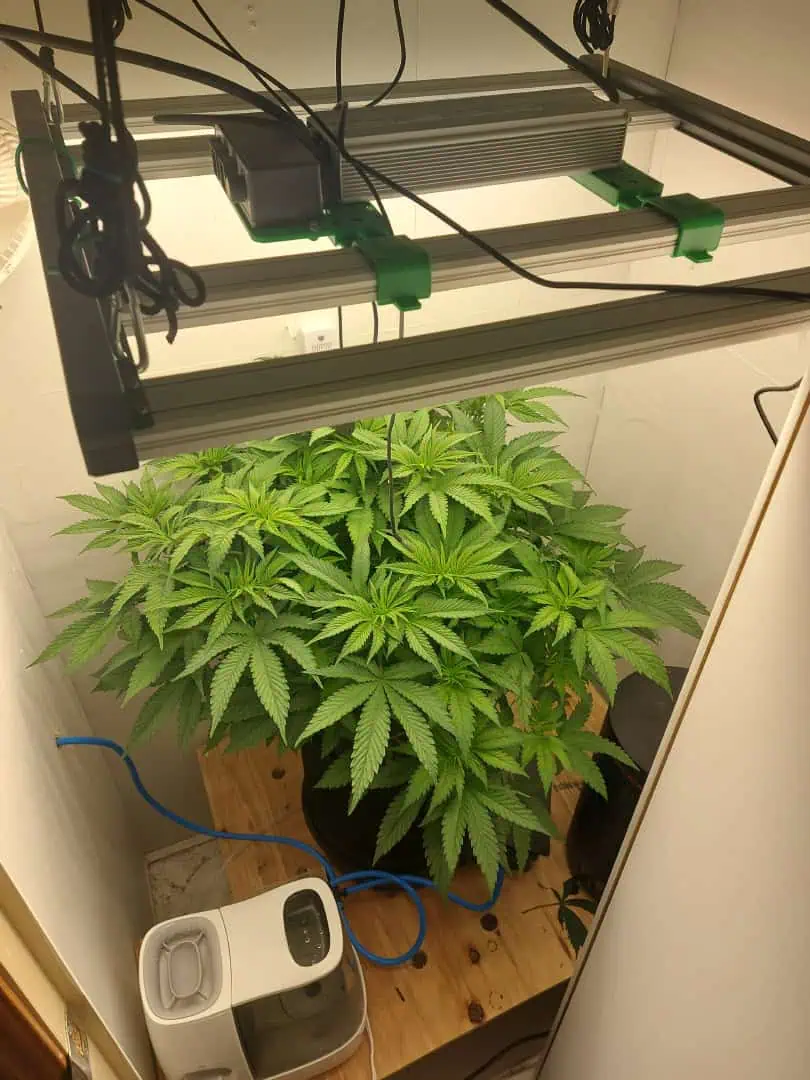 First Grow β grow_setup, day 56