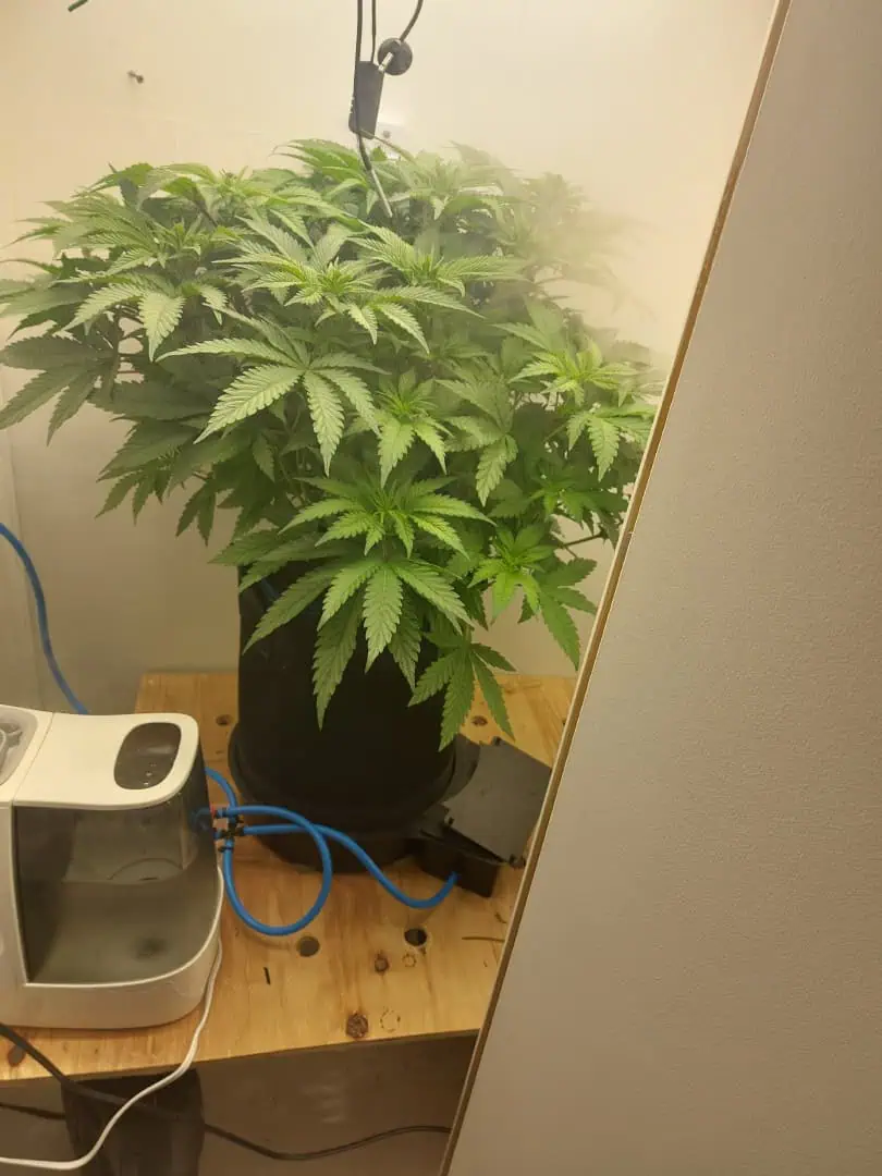 First Grow β grow_setup, day 56