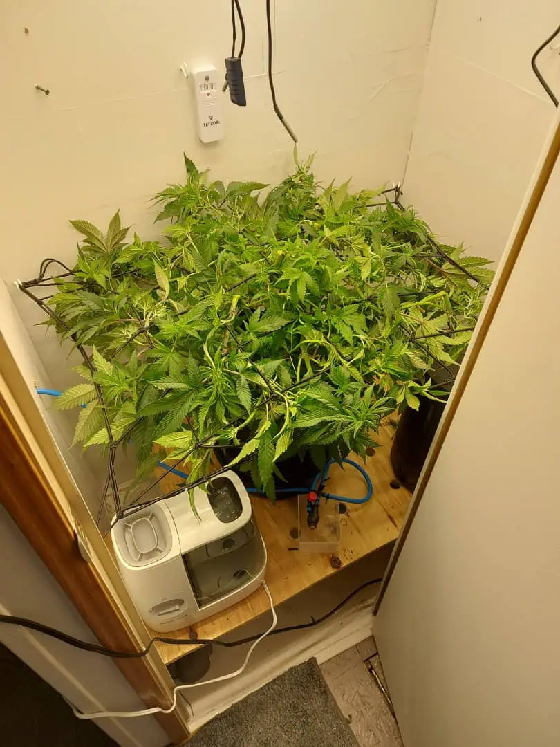 First Grow β vegetative, day 59