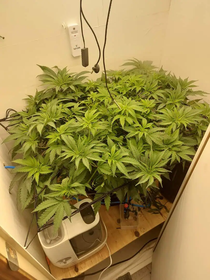 First Grow β vegetative, day 61