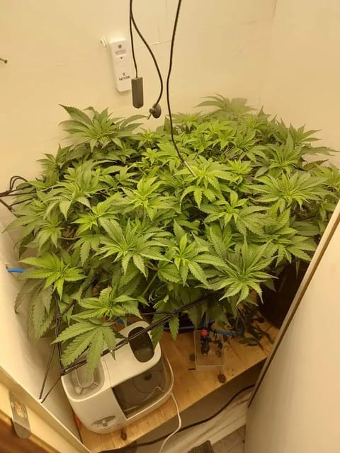 First Grow — vegetative, day 61