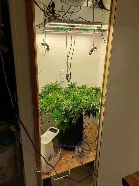 First Grow — vegetative, day 64