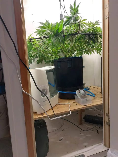 First Grow — vegetative, day 64