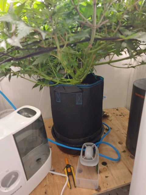 First Grow