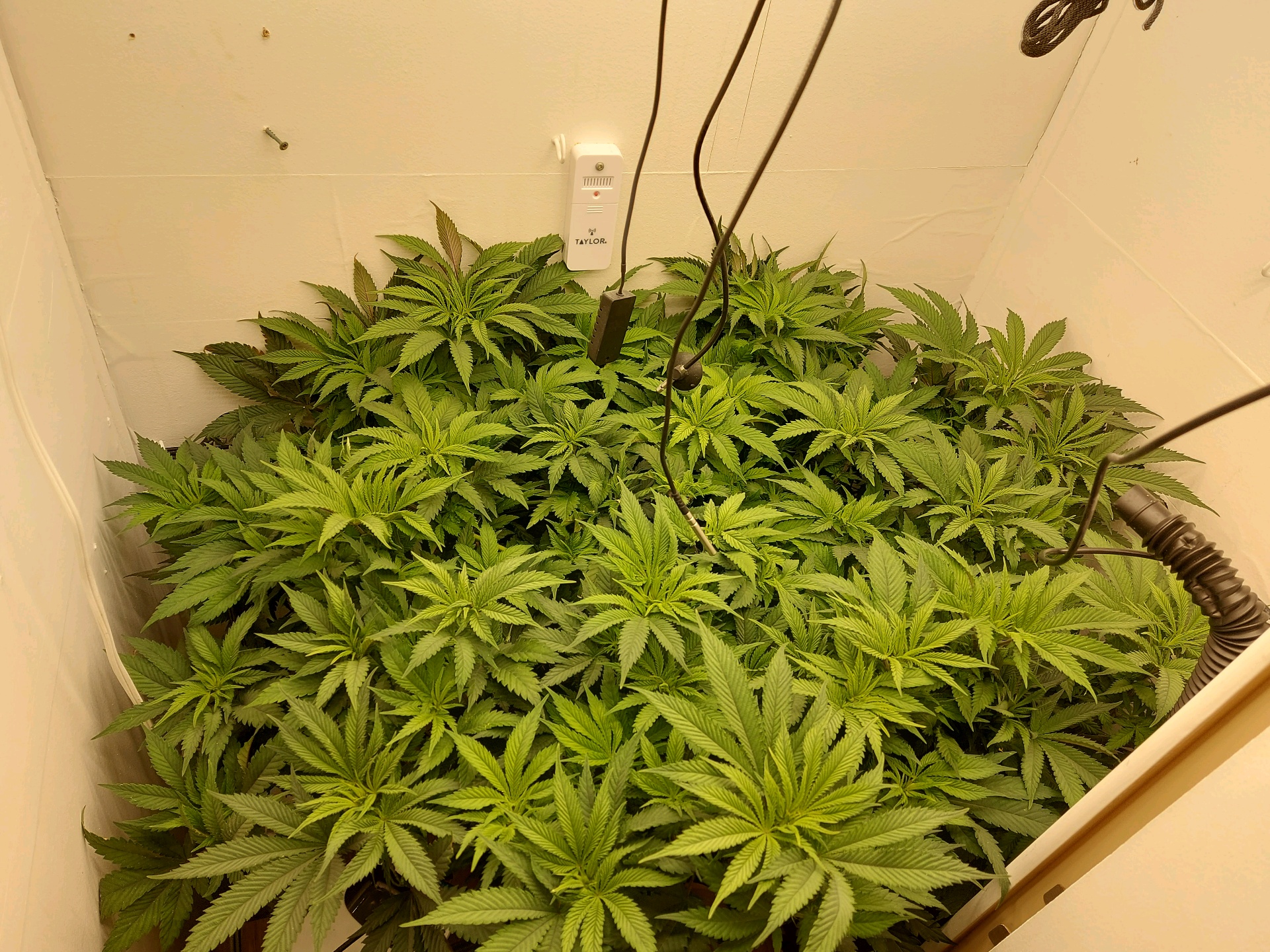 First Grow β vegetative, day 69