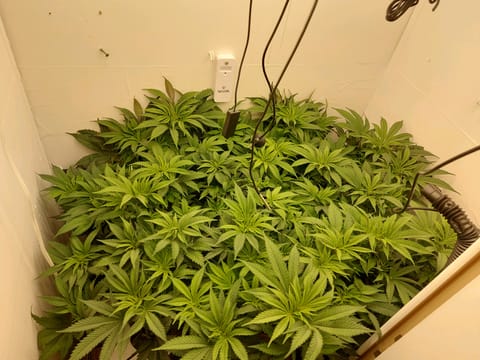 First Grow — vegetative, day 69