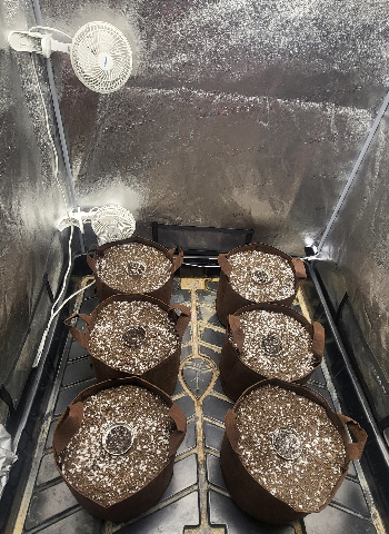 Snub Nose — germination, day 2