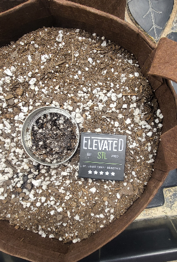 Snub Nose — germination, day 2