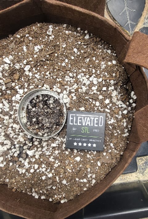 Snub Nose — germination, day 2
