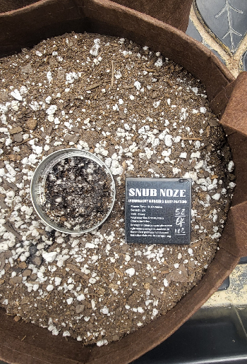 Snub Nose — germination, day 2