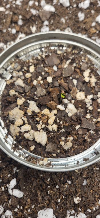 Snub Nose — germination, day 7