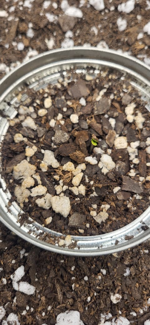 Snub Nose — germination, day 7