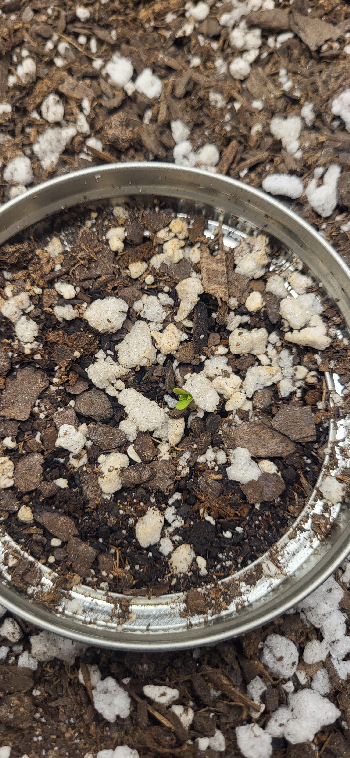 Snub Nose — germination, day 7