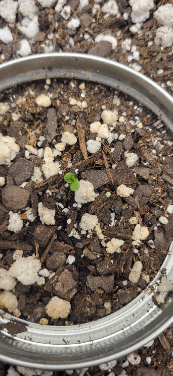 Snub Nose — germination, day 7