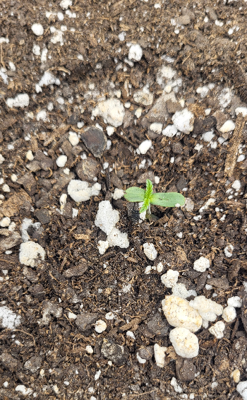 Snub Nose — germination, day 8