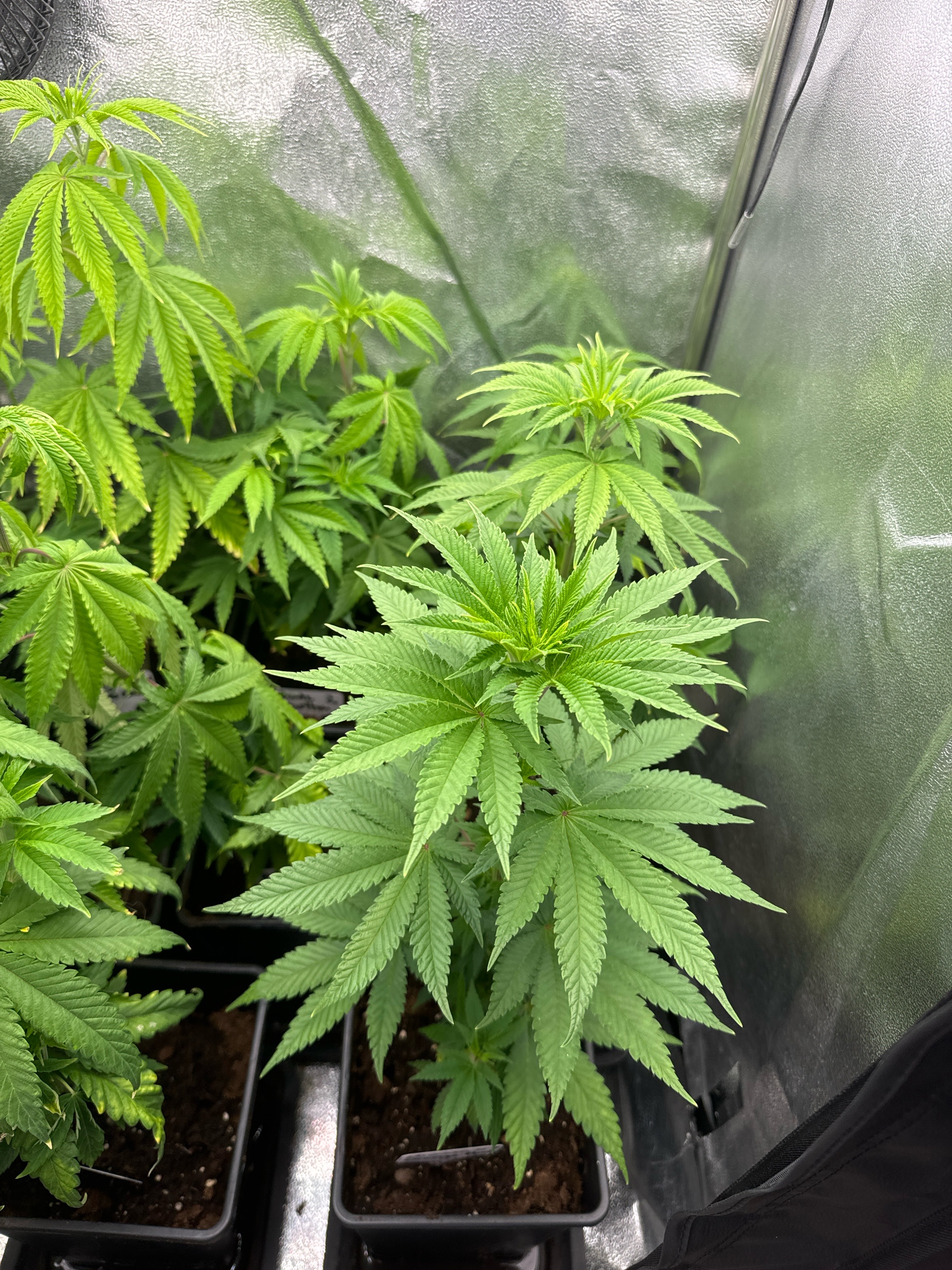 Mimosa x Orange Punch, Runtz Carlton, Gush Mints x Grape Cake Cream