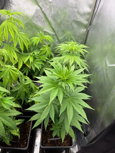 Mimosa x Orange Punch, Runtz Carlton, Gush Mints x Grape Cake Cream — vegetative, day 1