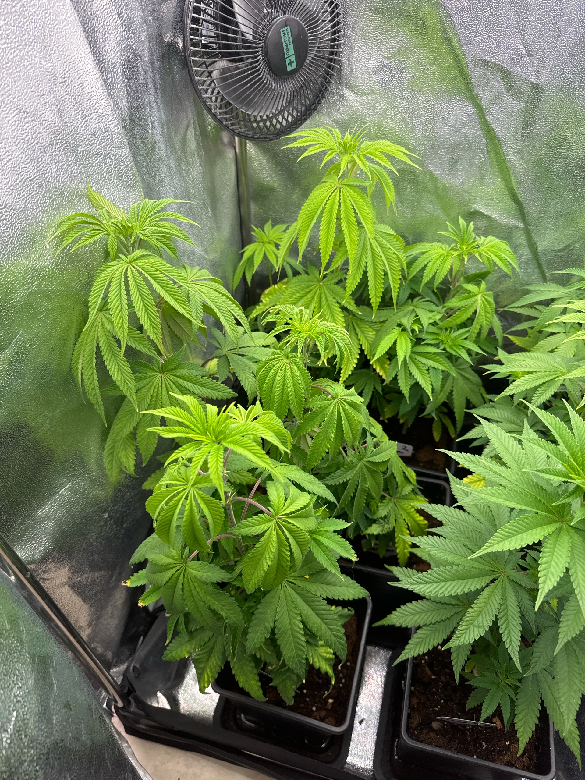Mimosa x Orange Punch, Runtz Carlton, Gush Mints x Grape Cake Cream — vegetative, day 1