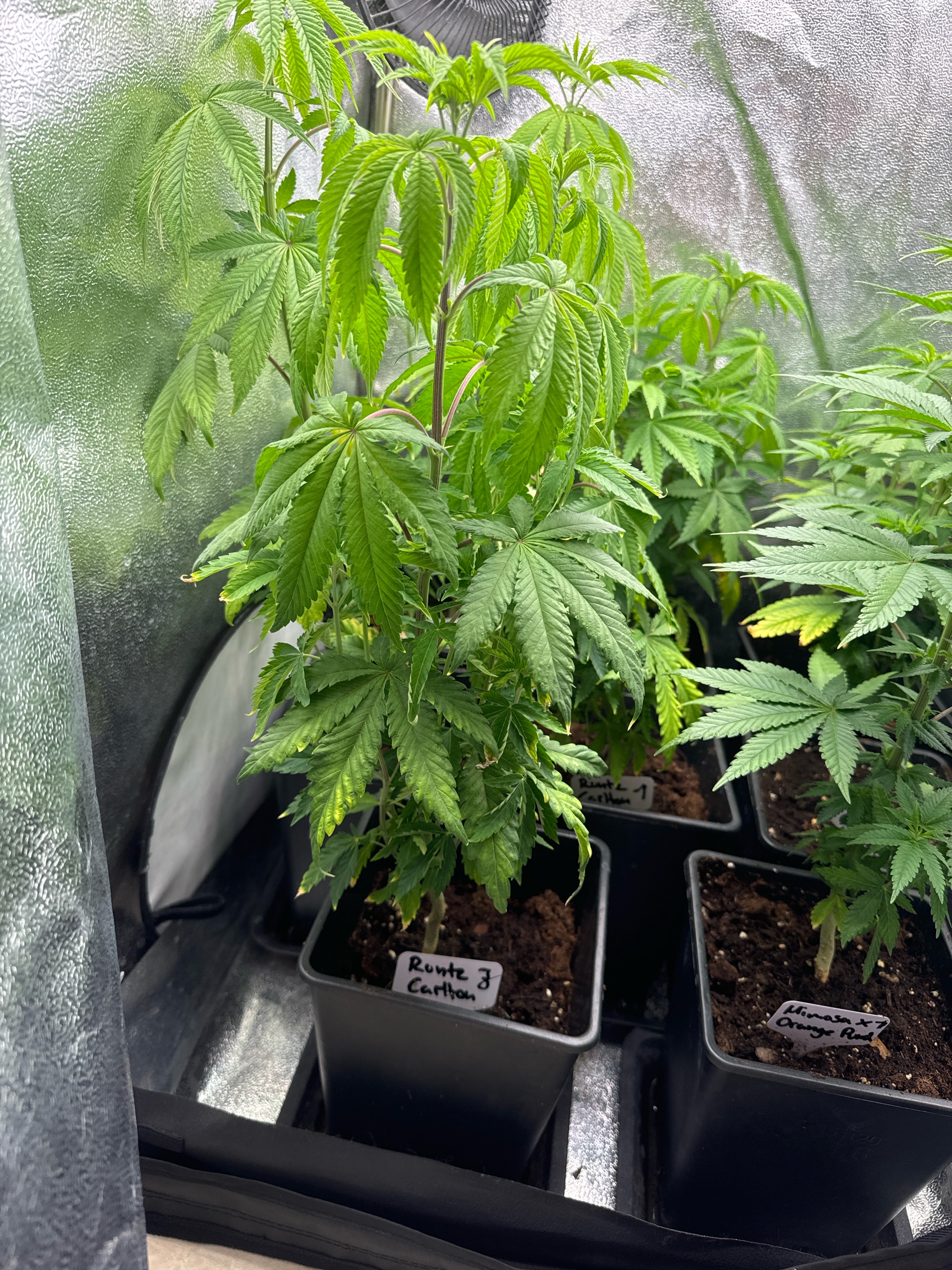 Mimosa x Orange Punch, Runtz Carlton, Gush Mints x Grape Cake Cream — vegetative, day 1