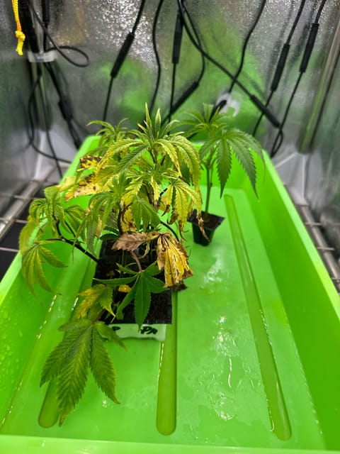 Clones Permanent Marker, Gary Payton — seedling_rooting, day 1