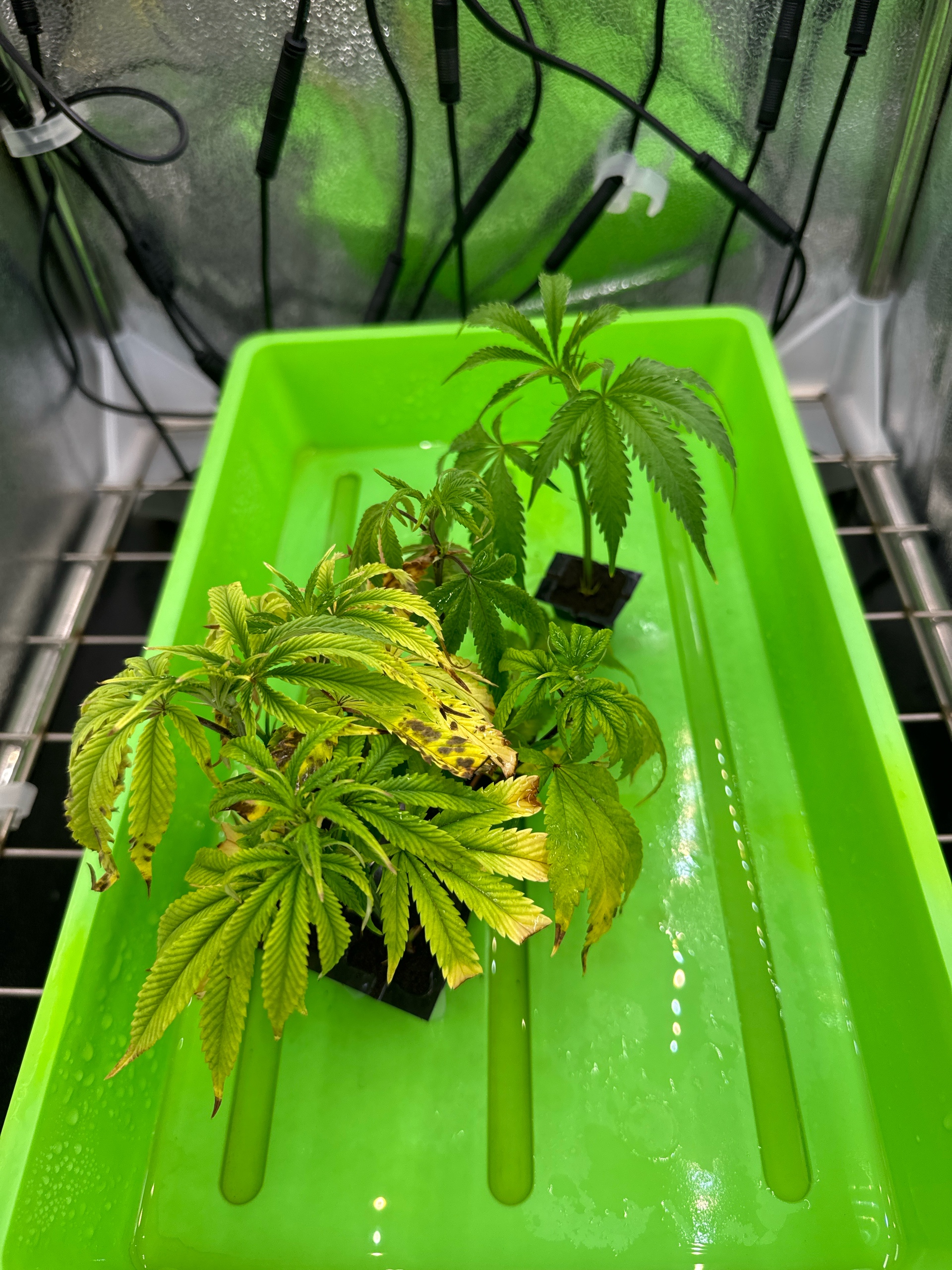 Clones Permanent Marker, Gary Payton — seedling_rooting, day 1