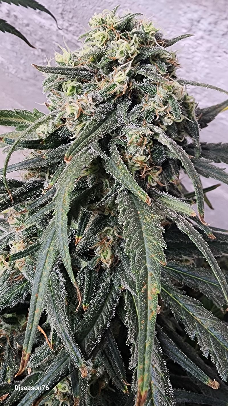 Tezla OG Sensi Seed 