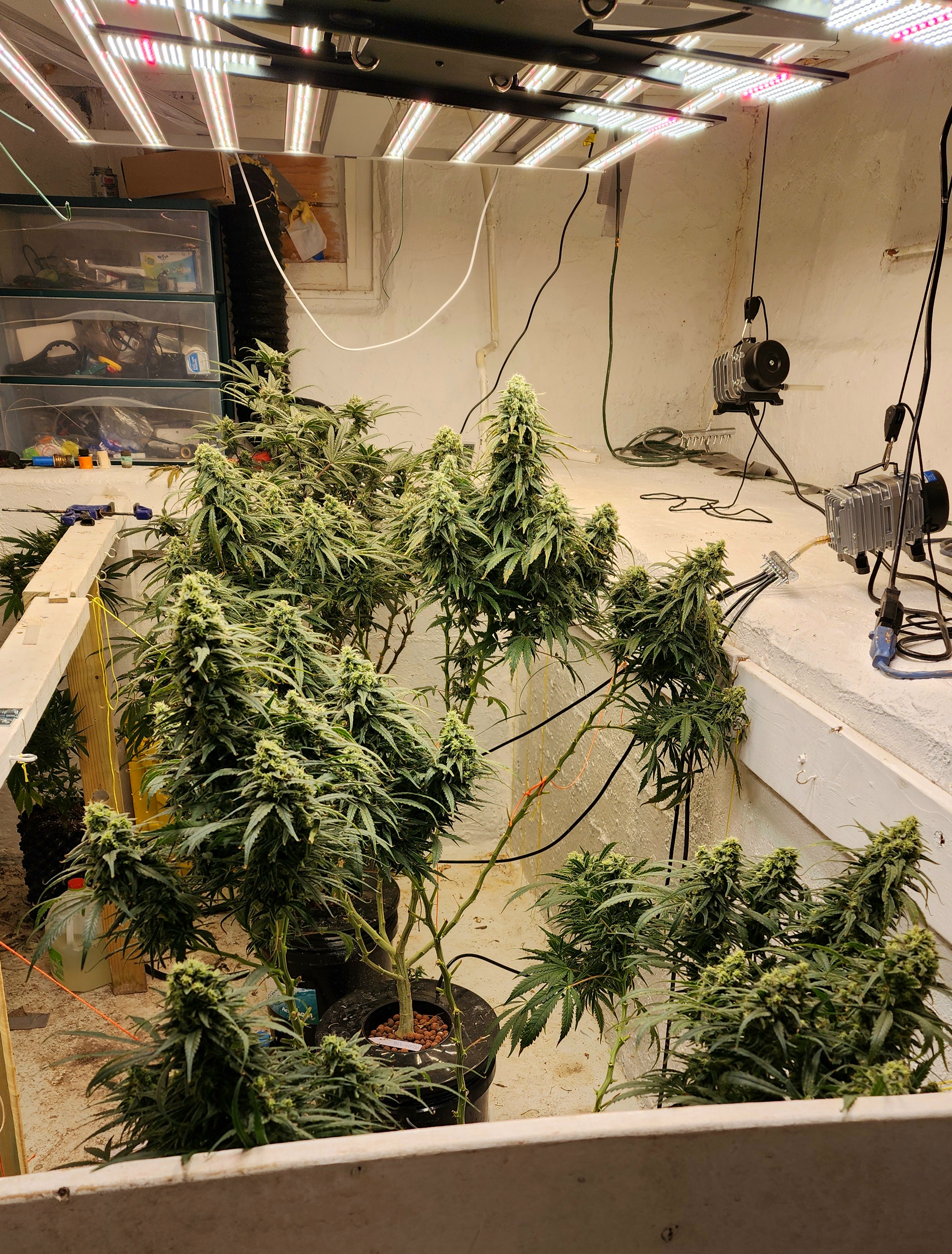 Tezla OG Sensi Seed  — flower, day 1