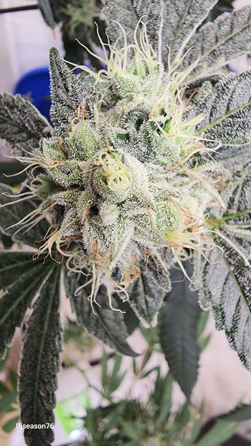 New Strain tester