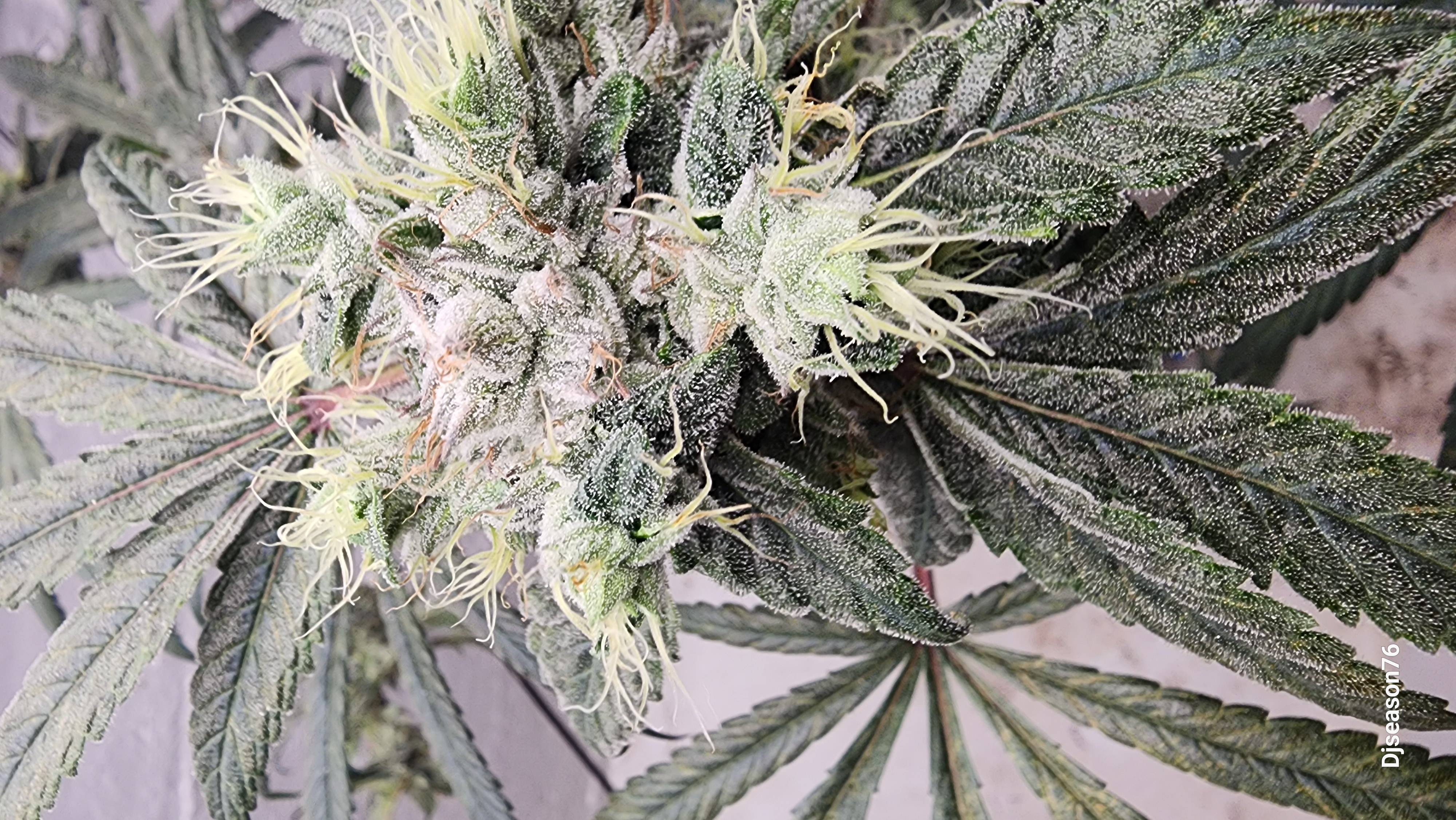 New Strain tester — flower, day 1