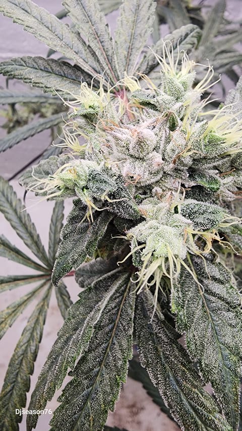 New Strain tester — flower, day 1
