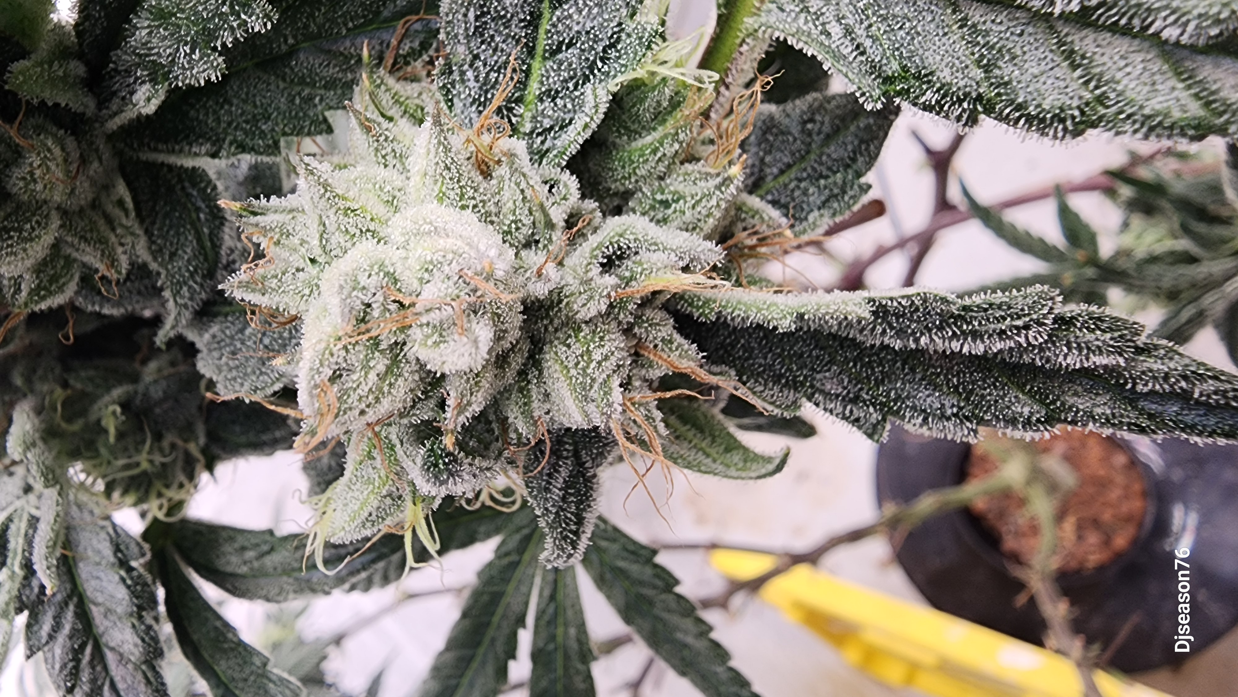 New Strain tester — flower, day 1