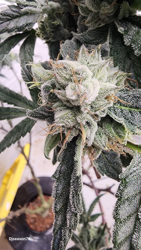 New Strain tester — flower, day 1