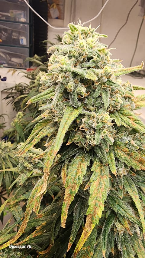 Tezla OG Sensi Seed 
