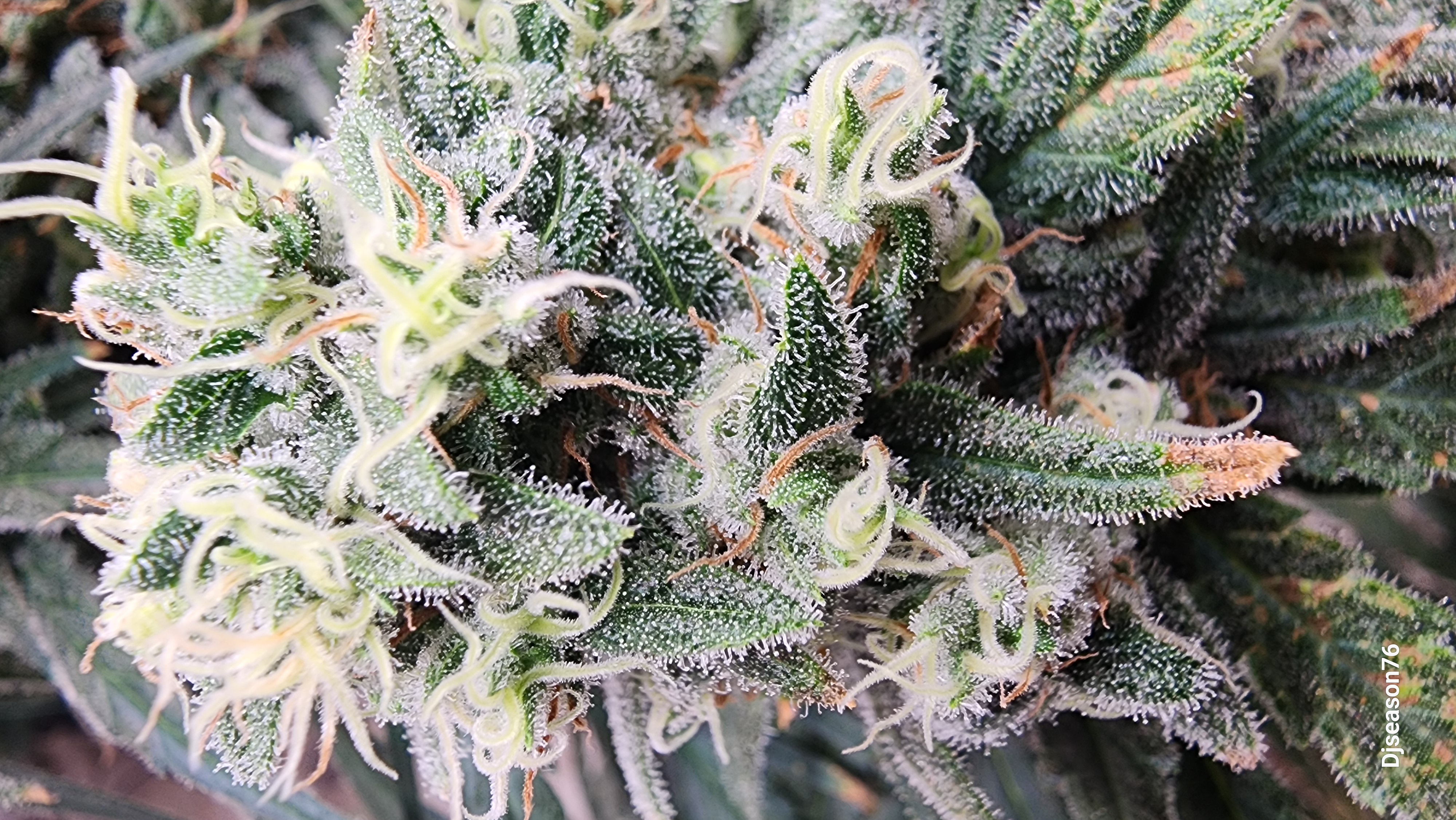 Tezla OG Sensi Seed  — harvest, day 27